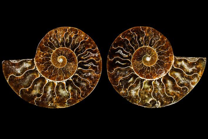 Agatized Ammonite Fossil - Madagascar #145974
